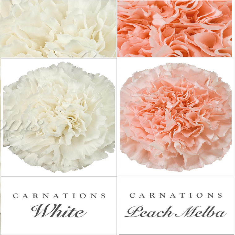 Carnations White and Peach - EbloomsDirect