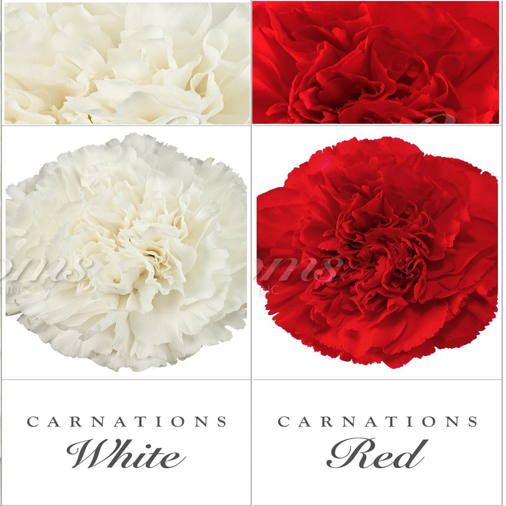 Carnations White and Red - EbloomsDirect