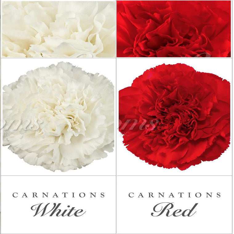 Carnations White - Red