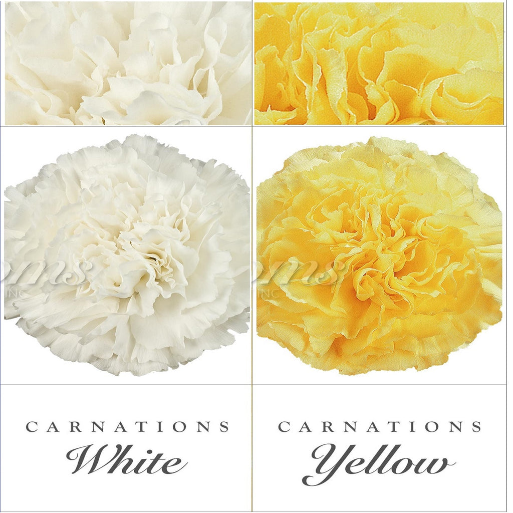 Carnations White and Yellow - EbloomsDirect