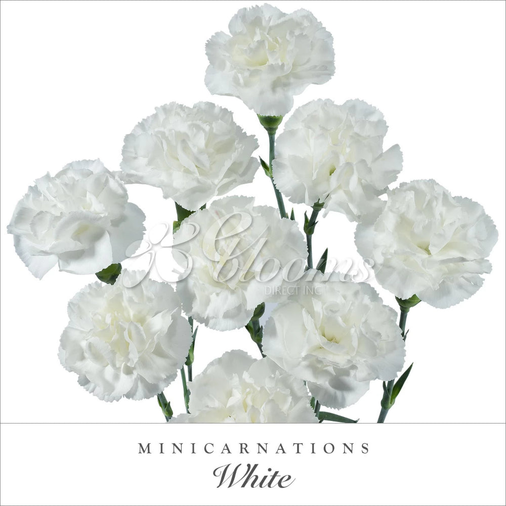 White Mini Carnations costco flowers