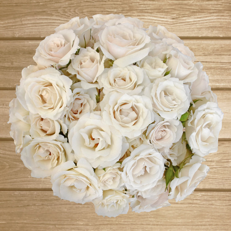 Spray Roses White 40cm - Pack 120 Stems - EbloomsDirect