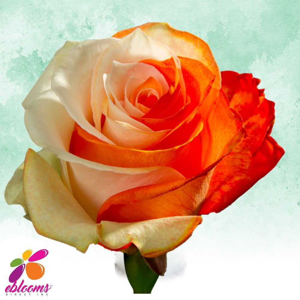 White and Orange tinted roses - EbloomsDirect