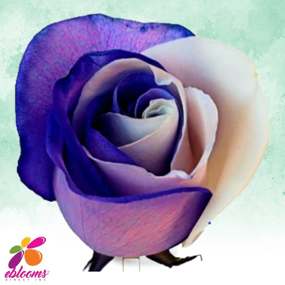 White and Purple Tinted Roses -EbloomsDirect
