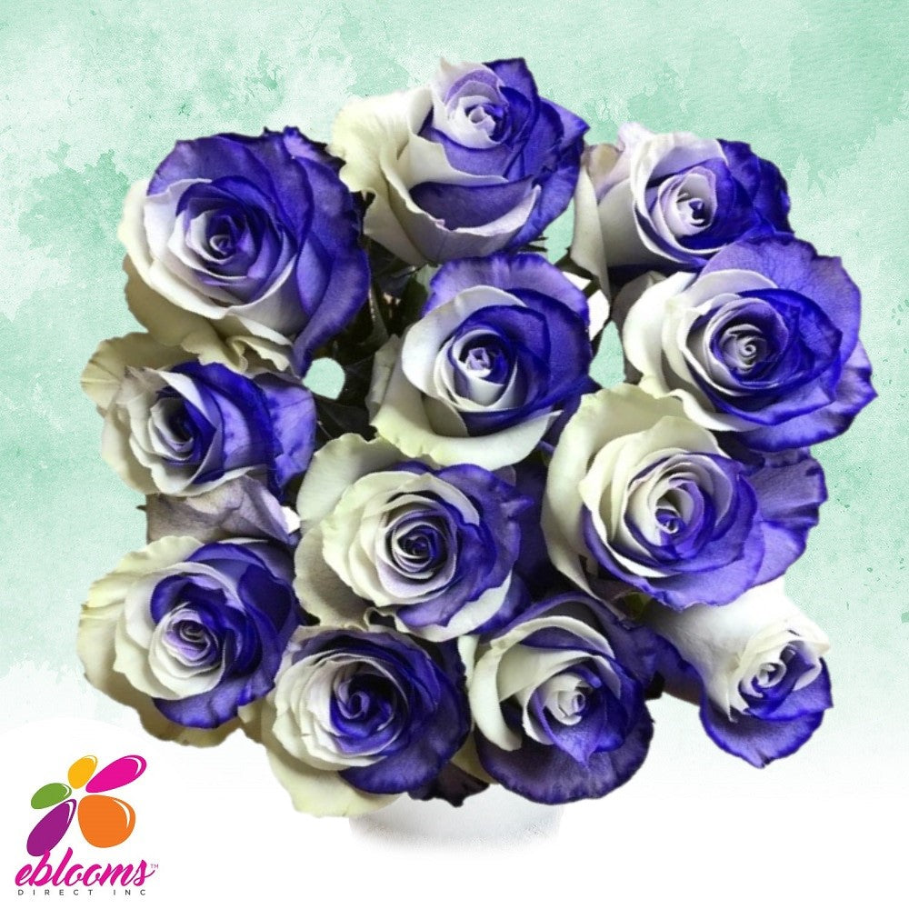 White and Purple Tinted Roses -EbloomsDirect