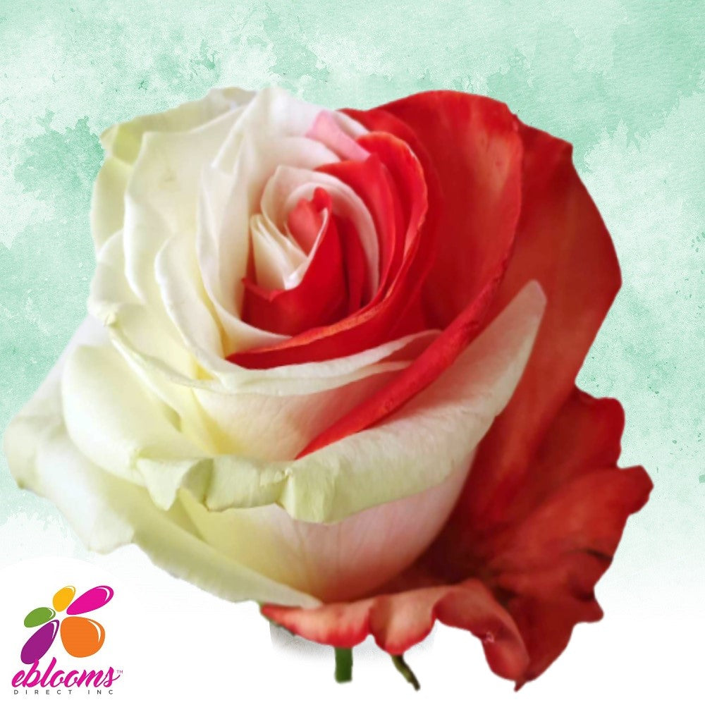 White and Red Tinted Roses - EbloomsDirect