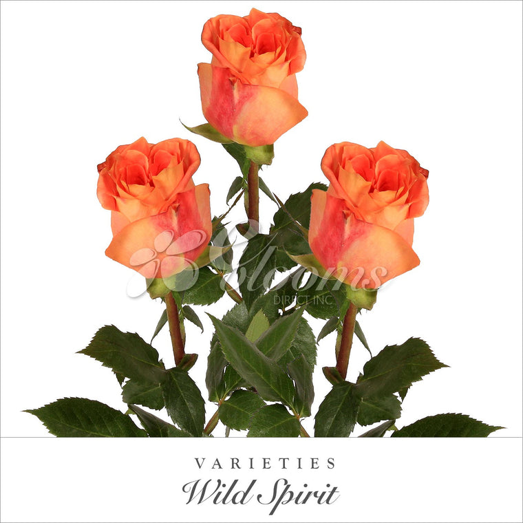 Rose Wild Spirit Bicolor Yellow / Red - EbloomsDirect