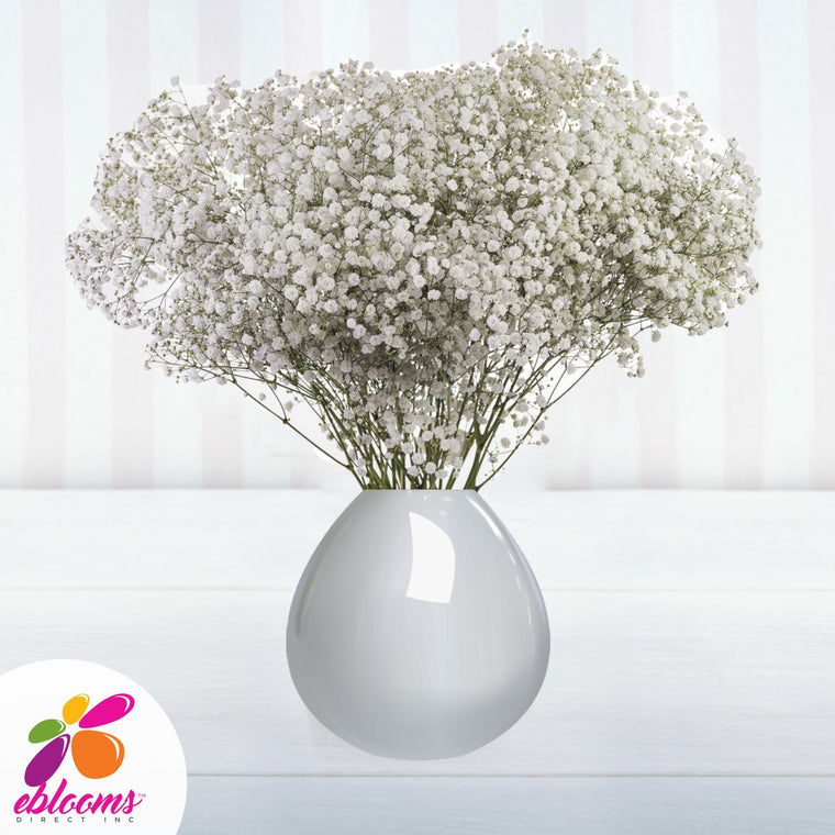Baby's Breath Xlence Natural White
