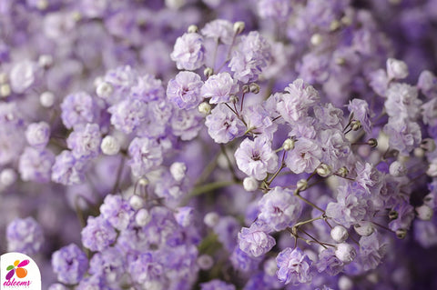 Baby's breath Lilac tinted - EbloomsDirect