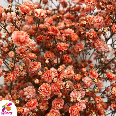 Baby's Breath Orange - EbloomsDirect
