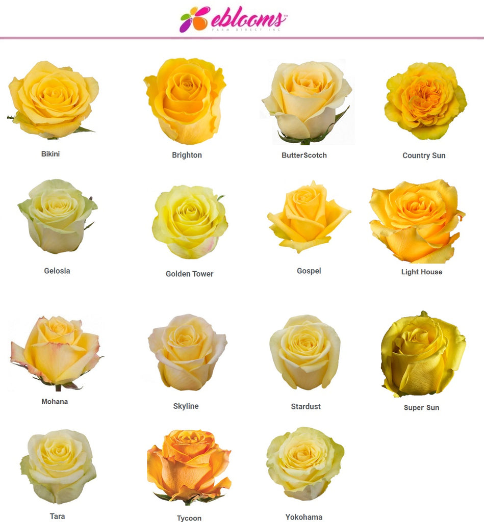 Yellow Rose Varieties by EbloomsDirect