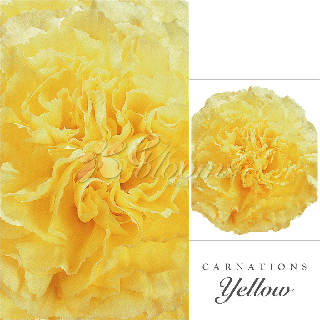 Carnation Yellow- EbloomsDirect