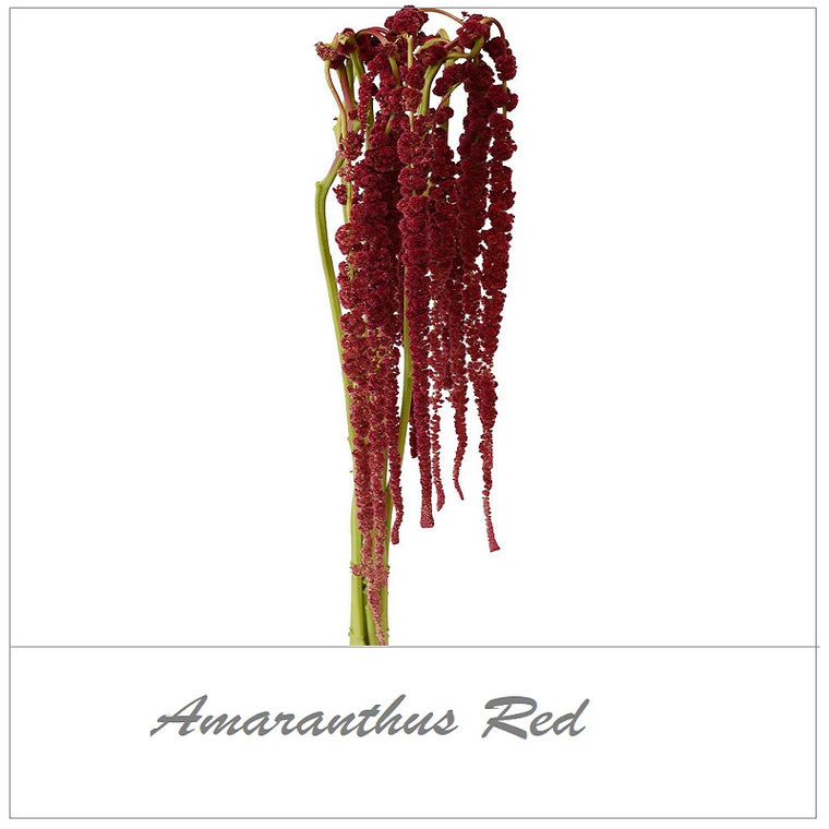 Amaranthus Red