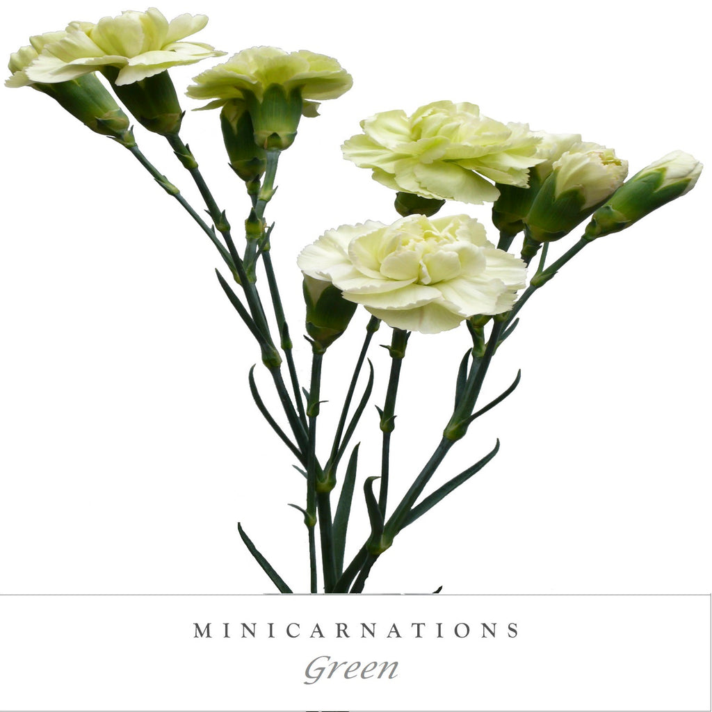 Mini Carnations Green - EbloomsDirect