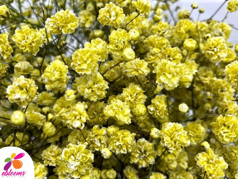 Baby's Breath Yellow Tinted
