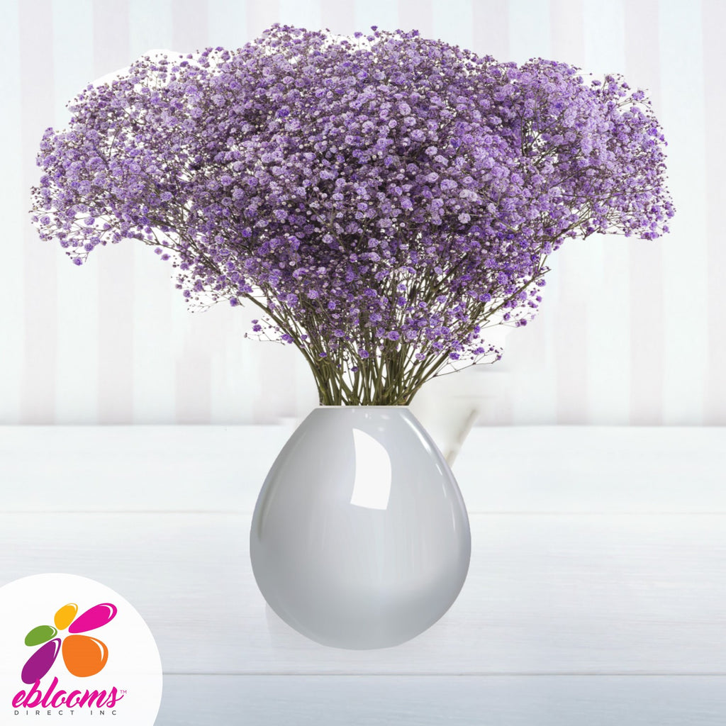 Baby's breath Lilac tinted - EbloomsDirect