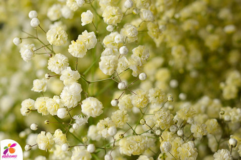 Babys Breath Light Yellow - EbloomsDirect
