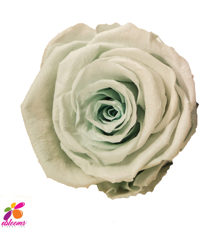 Preserved Roses Mint - EbloomsDirect