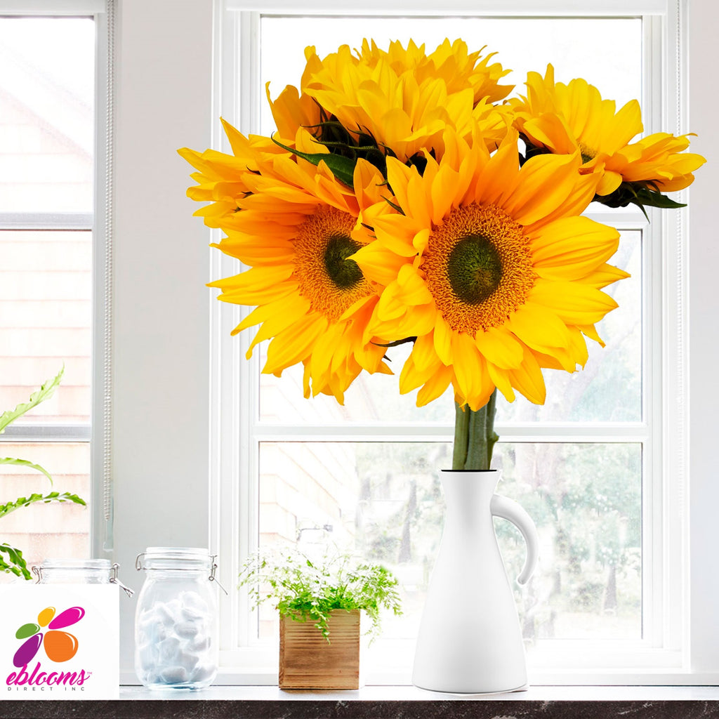 Sunflower Select Green center - EbloomsDirect