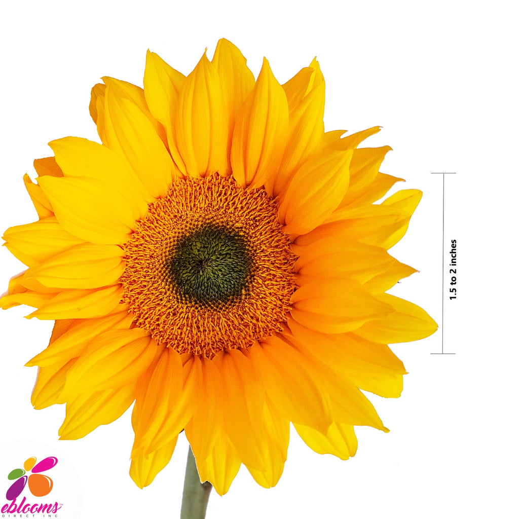Sunflower Select Green center - EbloomsDirect