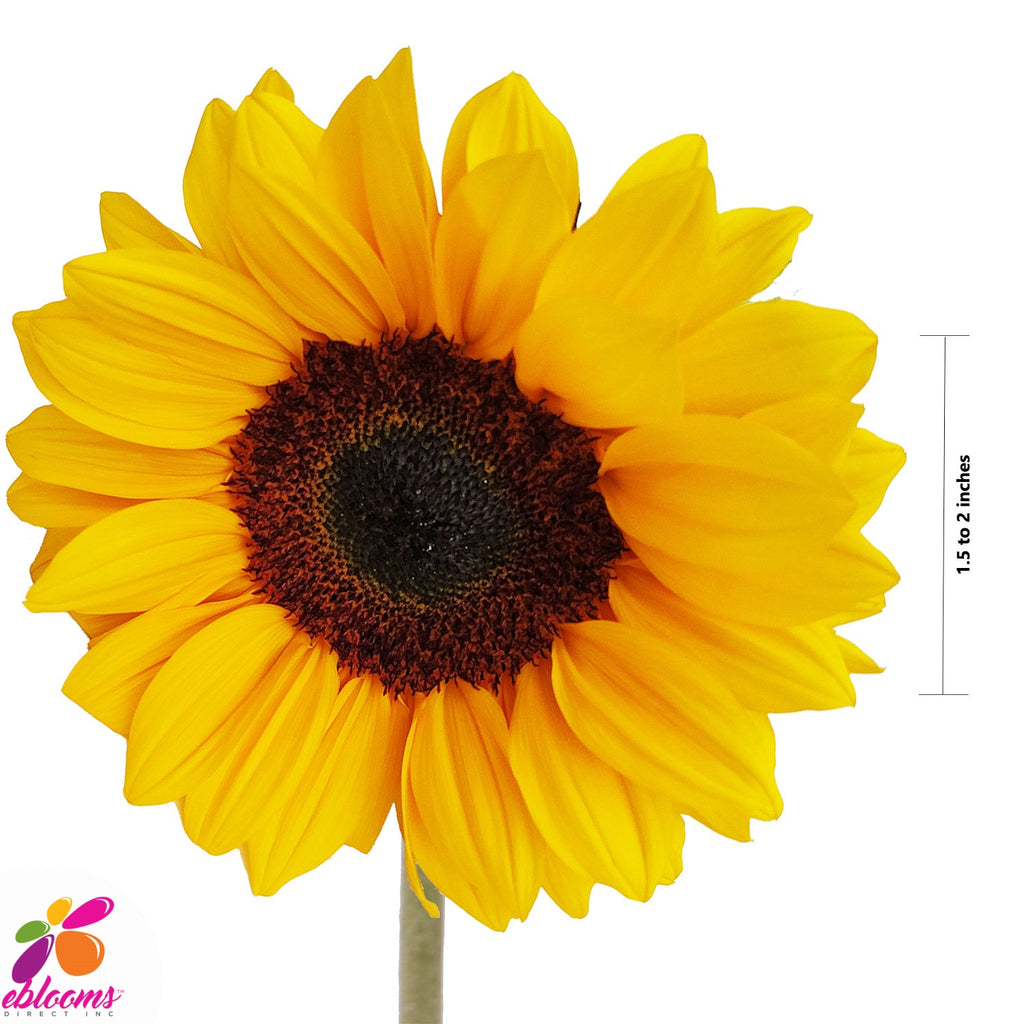 Sunflower Select Brown center - EbloomsDirect