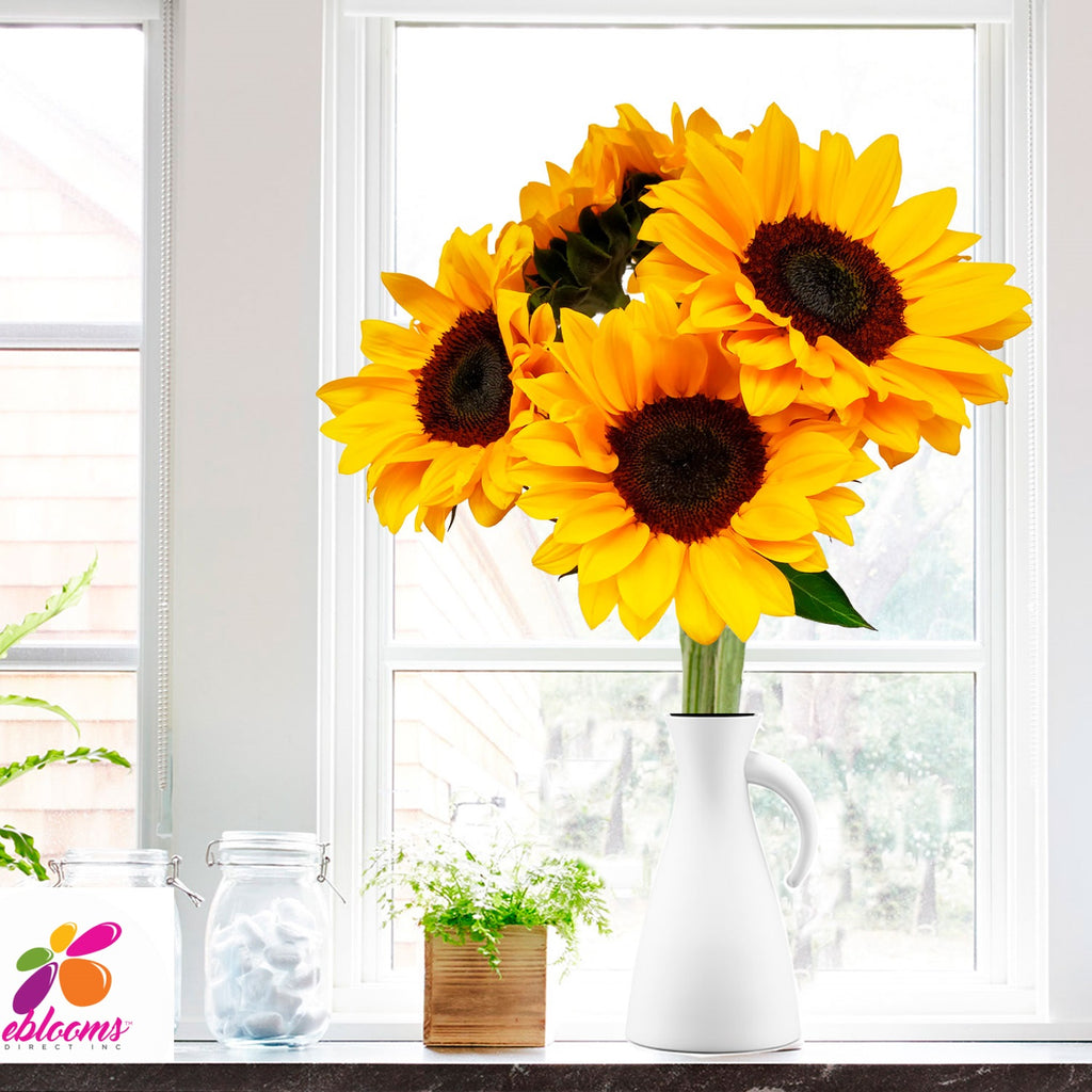 Sunflower Select Brown center - EbloomsDirect