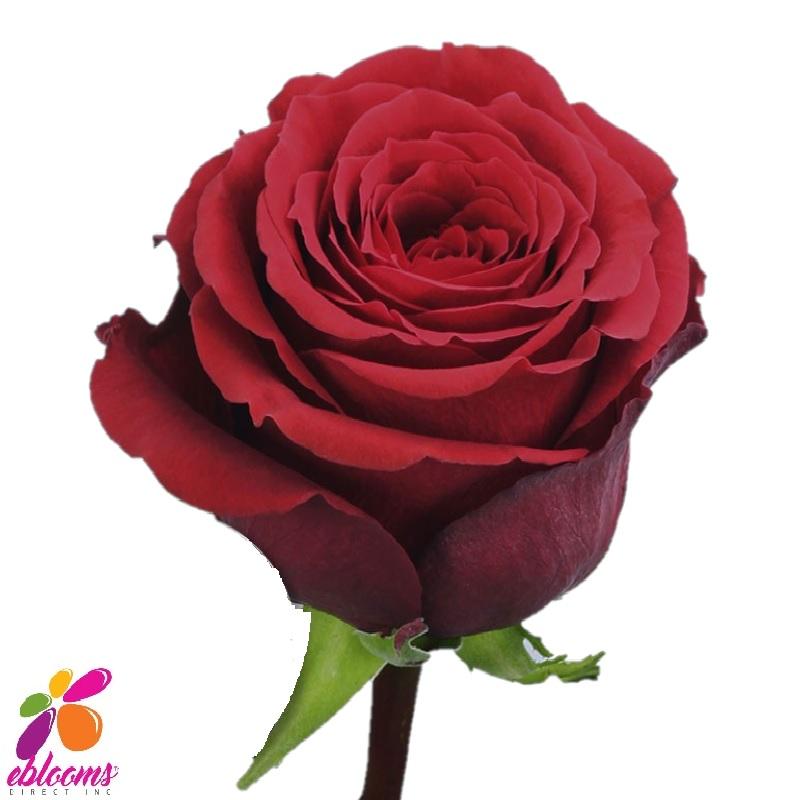 Undercover Red Rose variety - EbloomsDirect